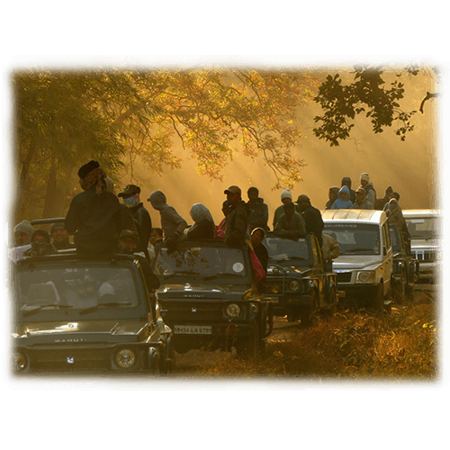 Forest Trail and Treasure Hunt